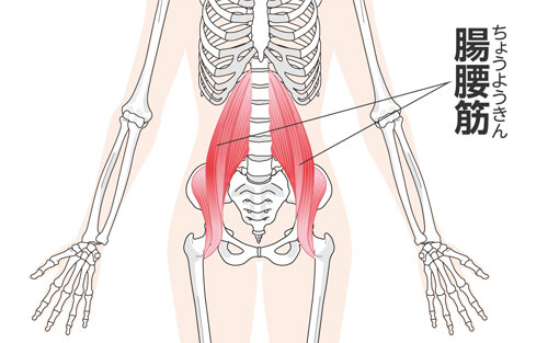 腸腰筋の位置を表したイラスト