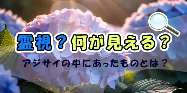 霊視？何が見える？アジサイの中にあったものとは？