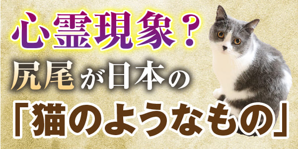 心霊現象？　尻尾が日本の「猫のようなもの」